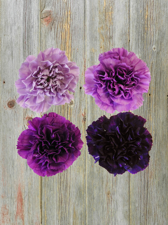 MOON SERIES  ASSORTED CARNATIONS